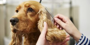 Grooming Techniques for Dogs and Tips on Caring for Your Pet