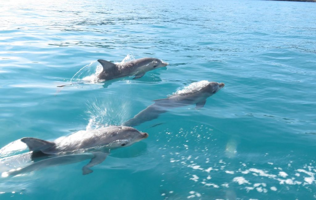 Best places for dolphin cruises 